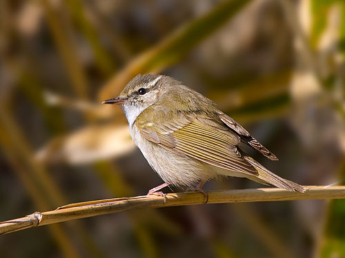 Sakhalin leaf warbler